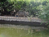 Cat At Plaza De Espana In Sevilla